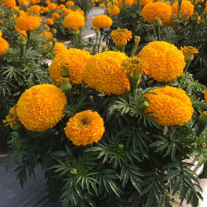 10 Award Winning New Flowers To Plant In 2024 Marigold Siam Gold 2