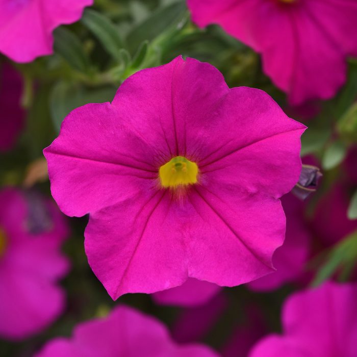 10 Award Winning New Flowers To Plant In 2024 Petcoa Enviva Pink Bloom