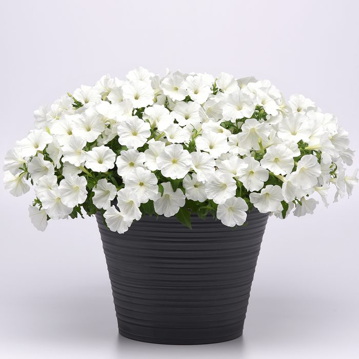 10 Award Winning New Flowers To Plant In 2024 Petunia Sureshot White