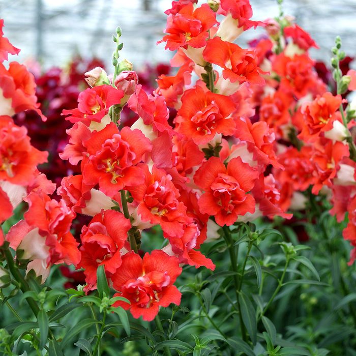 10 Award Winning New Flowers To Plant In 2024 Snapdragon Doubleshot Orange Bicolor (7) 300 Dpi