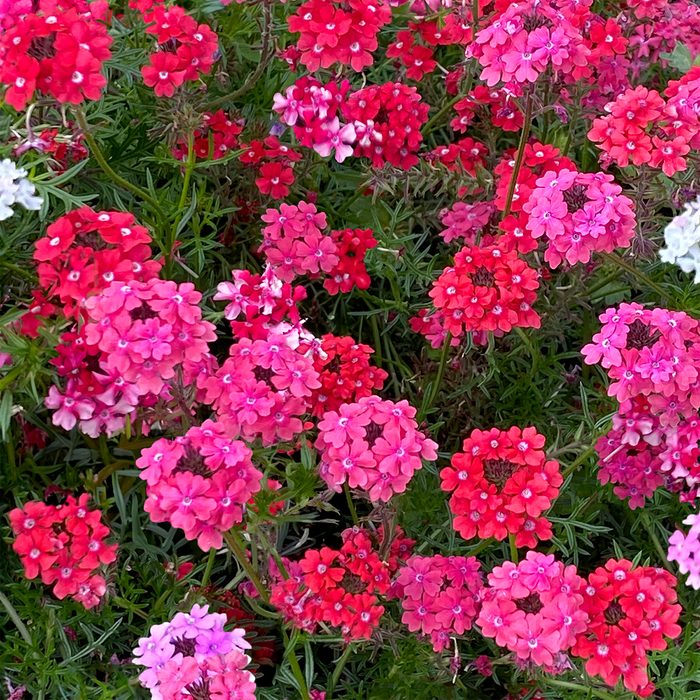 10 Award Winning New Flowers To Plant In 2024 Verbena Sweetheart Kisses Trd 0124 Closeup Primary