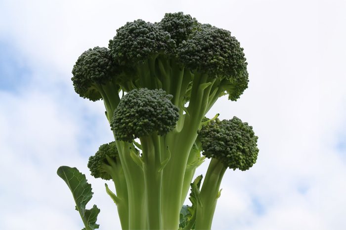 Broccoli Skytree Primary