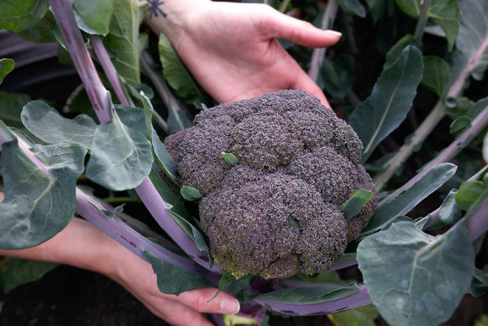 Broccoli Purple Magic Hands