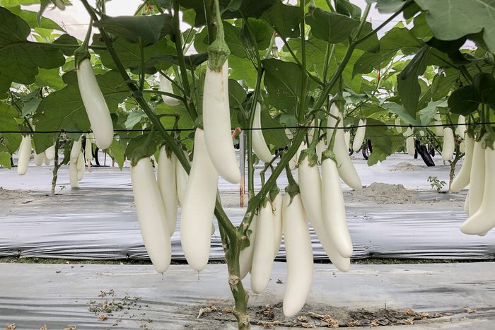 Eggplant Icicle