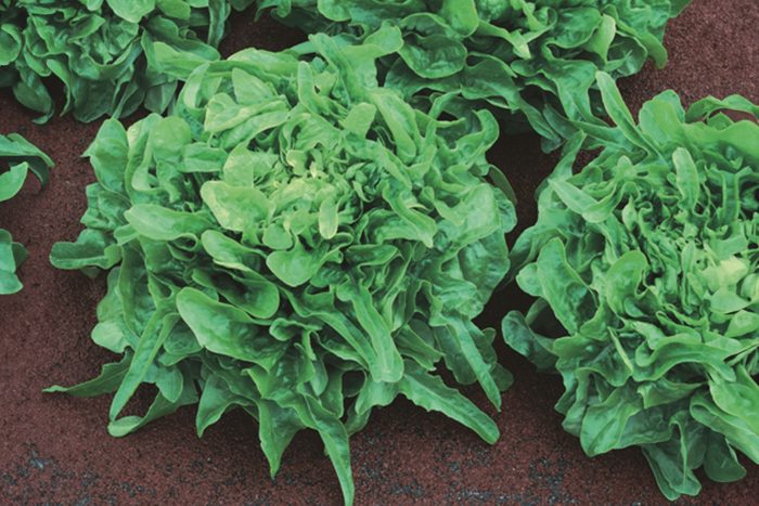 Lettuce Sandy