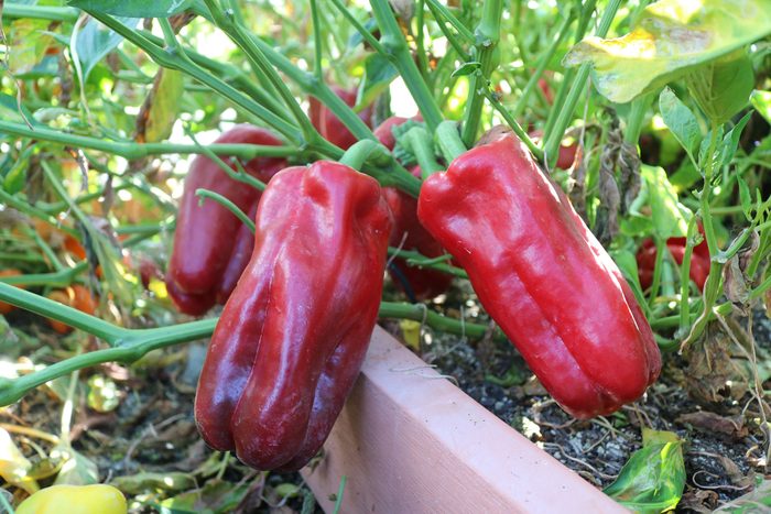 Pepper Red Impact