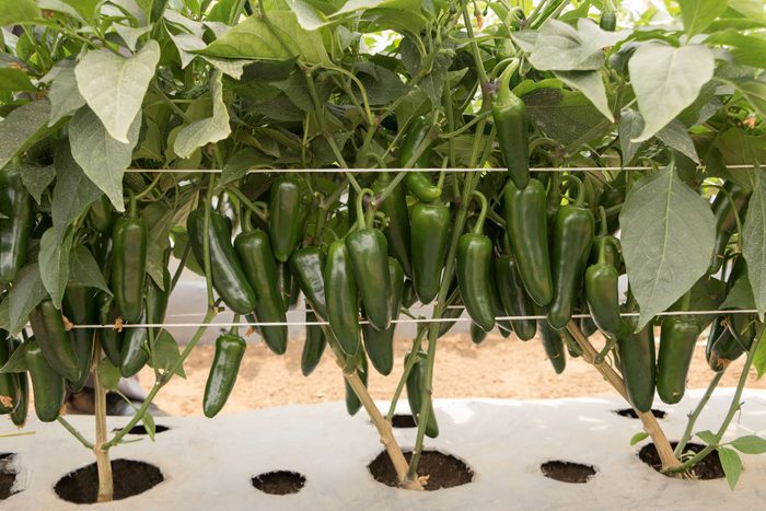 Pepper San Joaquin On Plant