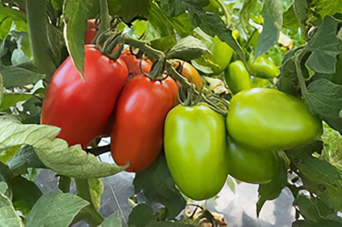 Tomato Zenzei Delong