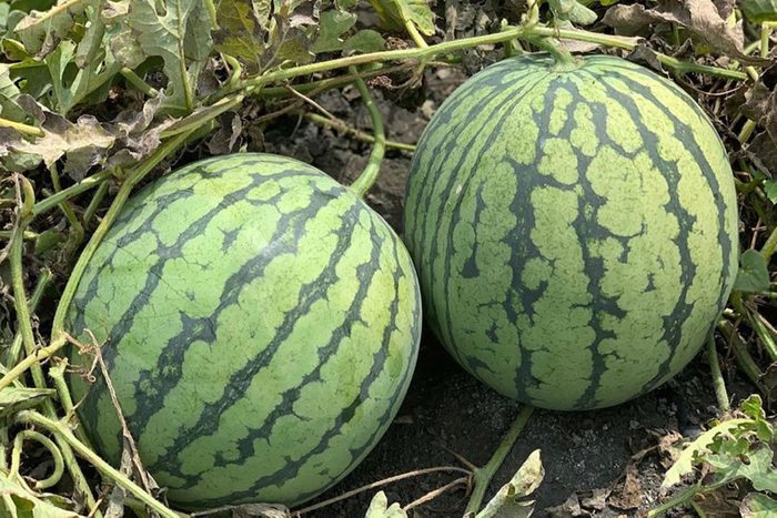 Watermelon Rubyfirm Outside