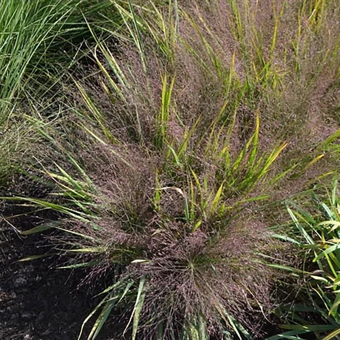 Purple Love Grass