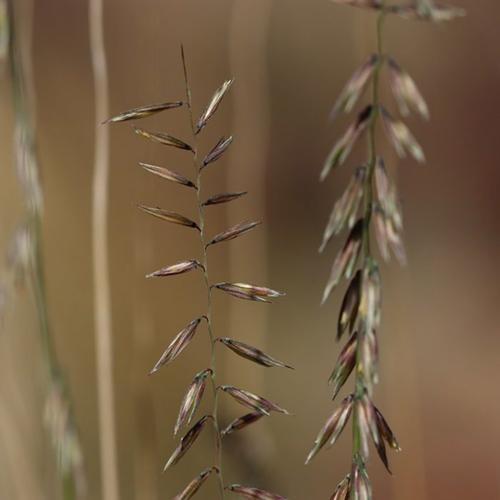 Sideoats Grama