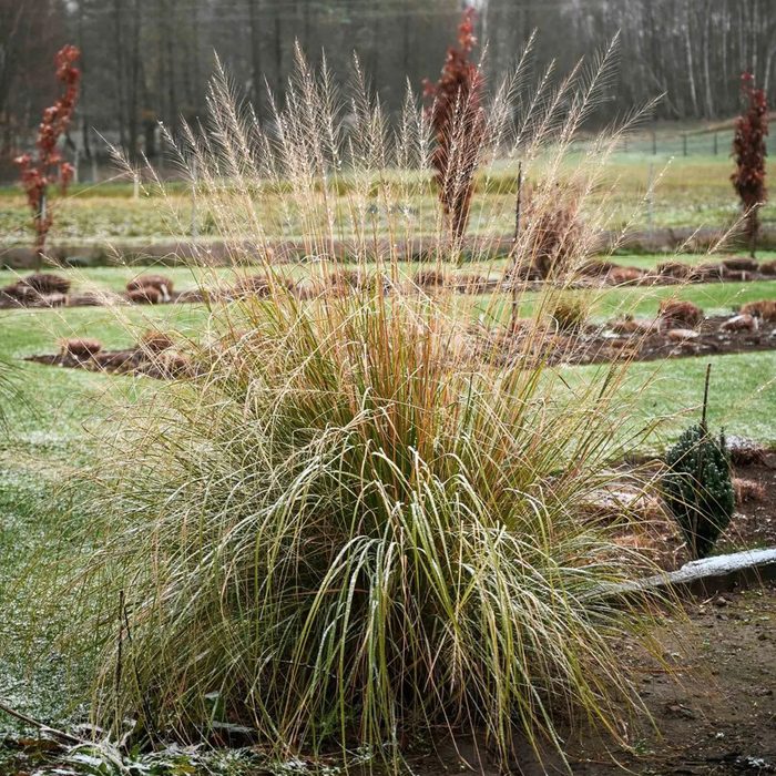 Giant Sacaton (Sporobolus wrightii)
