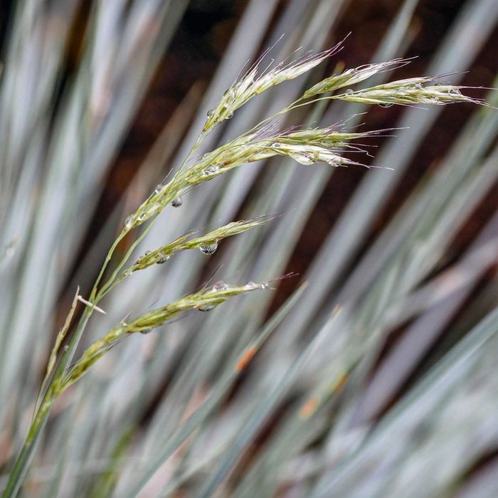 Idaho Fescue