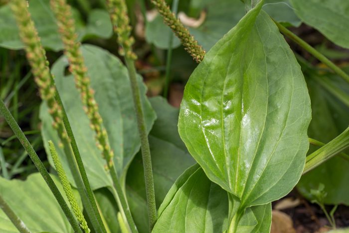Plantain flowering plant with green leaf. Plantago major broadleaf plantain