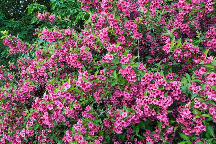 Rumba (Weigela florida) flowering at Alpe di Naccio, Ticino