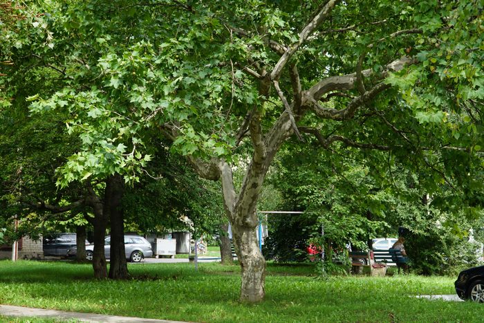 American sycamore