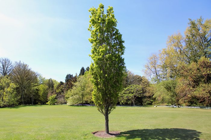columnar oak tree