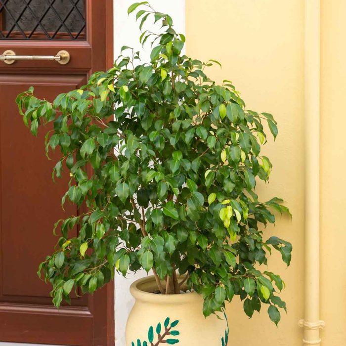Ficus Benjamina