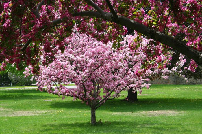 Blossoming Crab Apple Tree