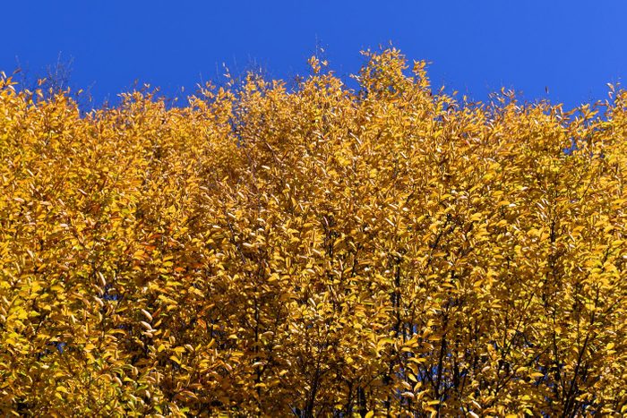 Carpinus caroliniana with autumn foliage in a garden