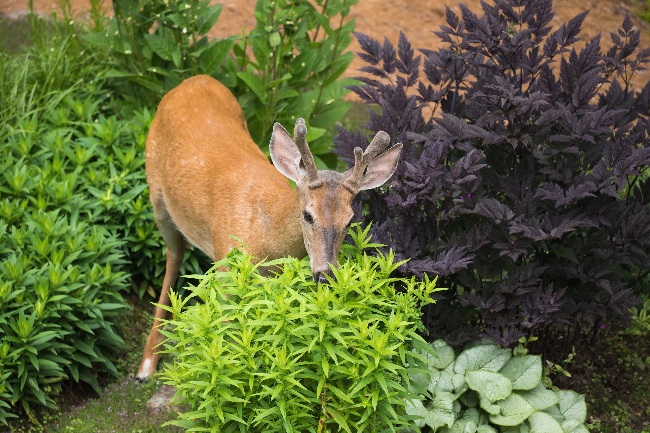 Young male deer in a garden