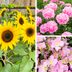 What is the Difference Between Annuals, Perennials and Biennials