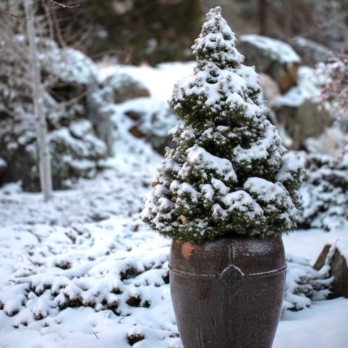 Alberta Spruce