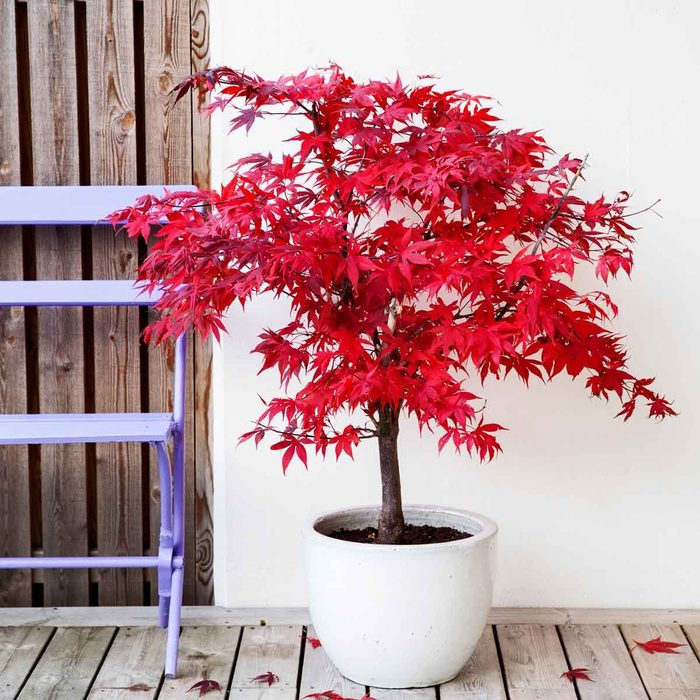 Japanese Maple