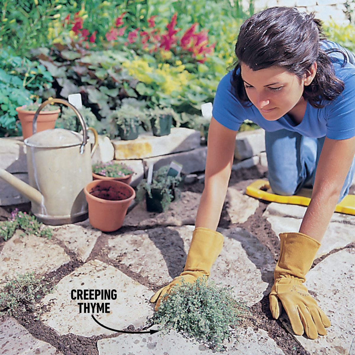 Plant Ground Cover 