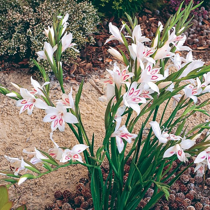 Gladiolus