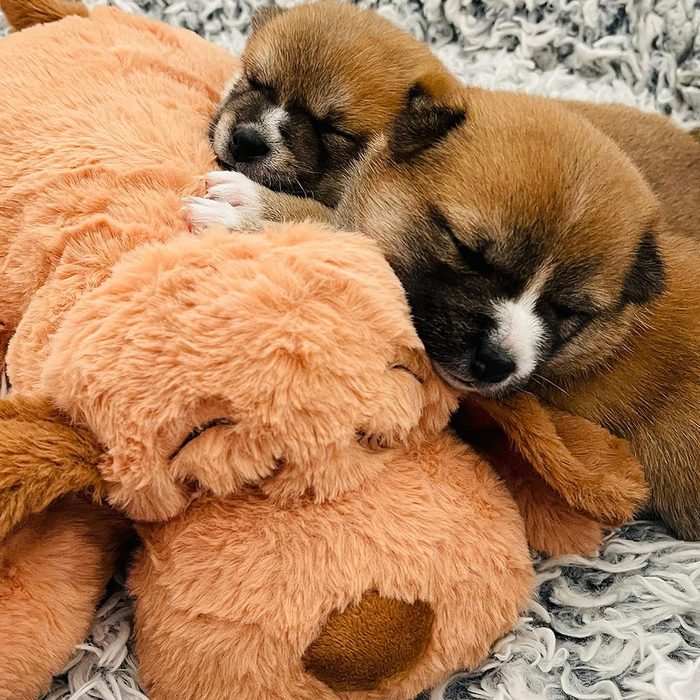 Original Snuggle Puppy Heartbeat Stuffed Toy For Dogs