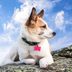 The Top 10 Most Pup-ular Dog Names of 2024