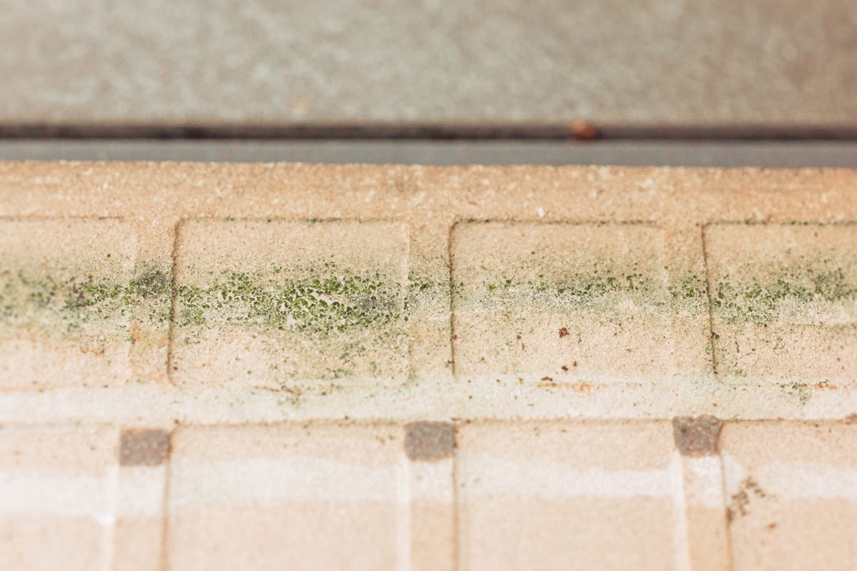 Is Heat Good Enough To Get Rid of Mold? An Expert Explains