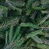 How To Get Rid of Weeds in Pine Trees Without Killing Them