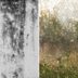 Is It Mold or Mildew? Learn To Spot the Difference