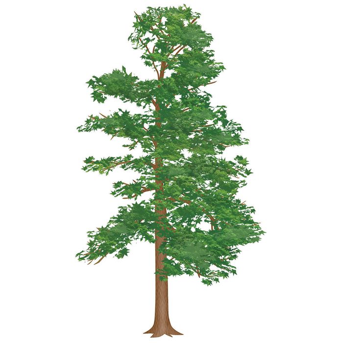 tree