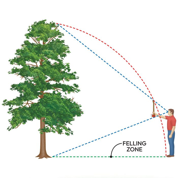 How To Cut Down A Tree Safely Estimate the Felling Zone: How to fell a tree in the direction you want