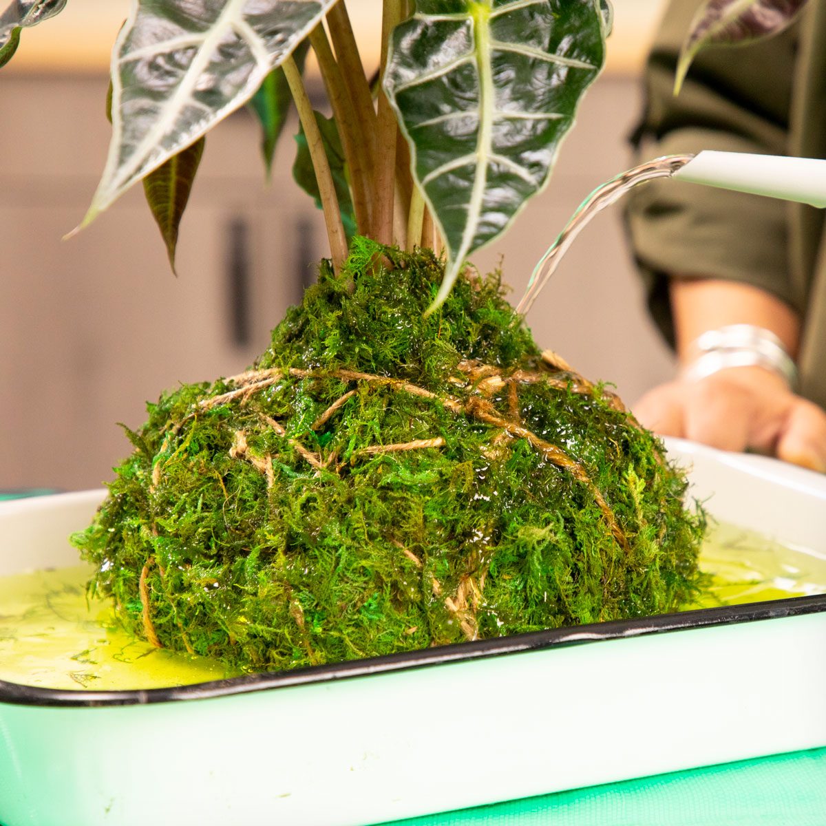 Close shot of Kokedama ball; water your Kokedama once or twice a week by soaking it in room-temperature water until bubbles stop; Let it drain for 30 minutes before hanging it back up; Mist the leaves between soakings to keep your plant healthy; green surface;