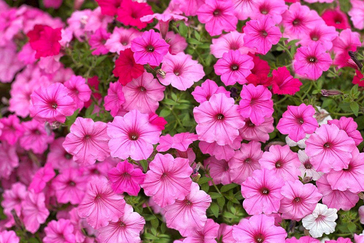 Petunia Dekko Maxx Pink