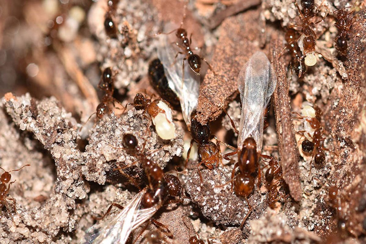 Colony of imported red fire ants