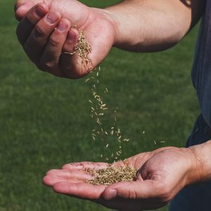 grass seed