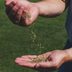 Why Grass Seed Goes Badâ€” And How To Work Around It