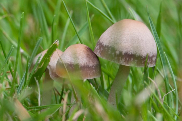 Panaeolina foenisecii (Maire - Brown Mottlegill or Lawn Mower's Mushroom or the Haymaker). in a lawn in a garden