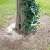 Why Grass Wonâ€™t Grow Under Your Treesâ€”and How to Fix It