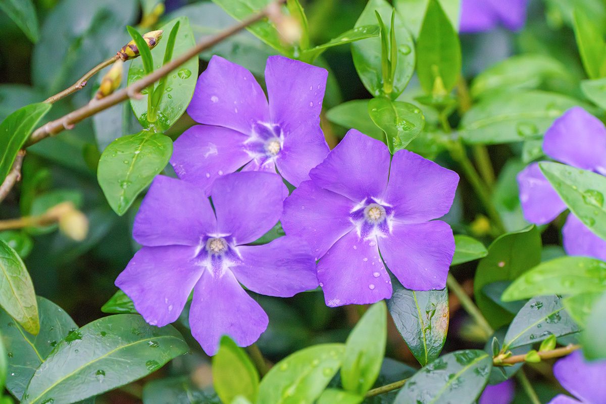10 Weeds With Purple Flowers