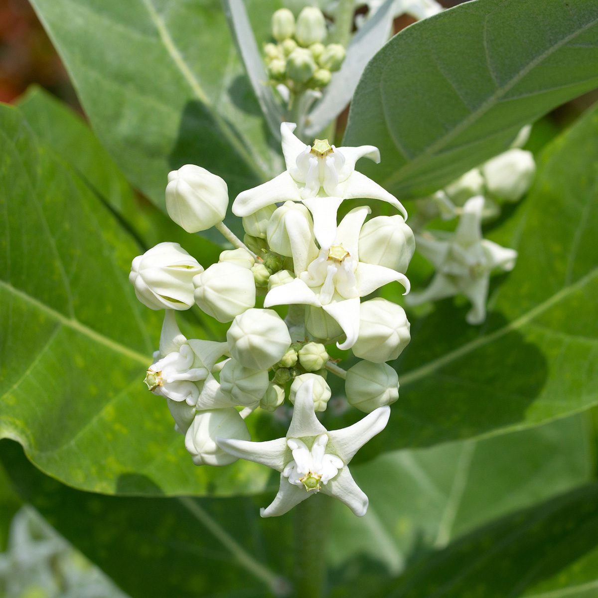 14 New And Unique Shrubs You Should Know About Gettyimages 1413333613
