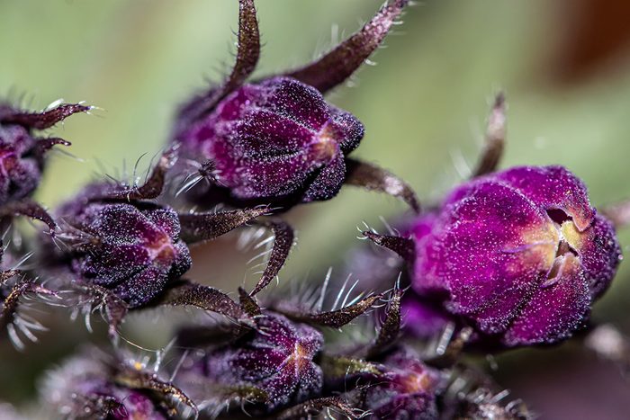 Comfrey Gettyimages 1337747765