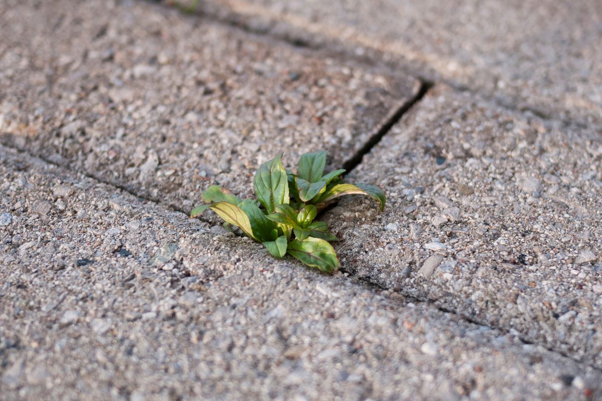 The Truth About Using Salt to Eliminate Weeds