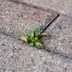 The Truth About Using Salt to Eliminate Weeds