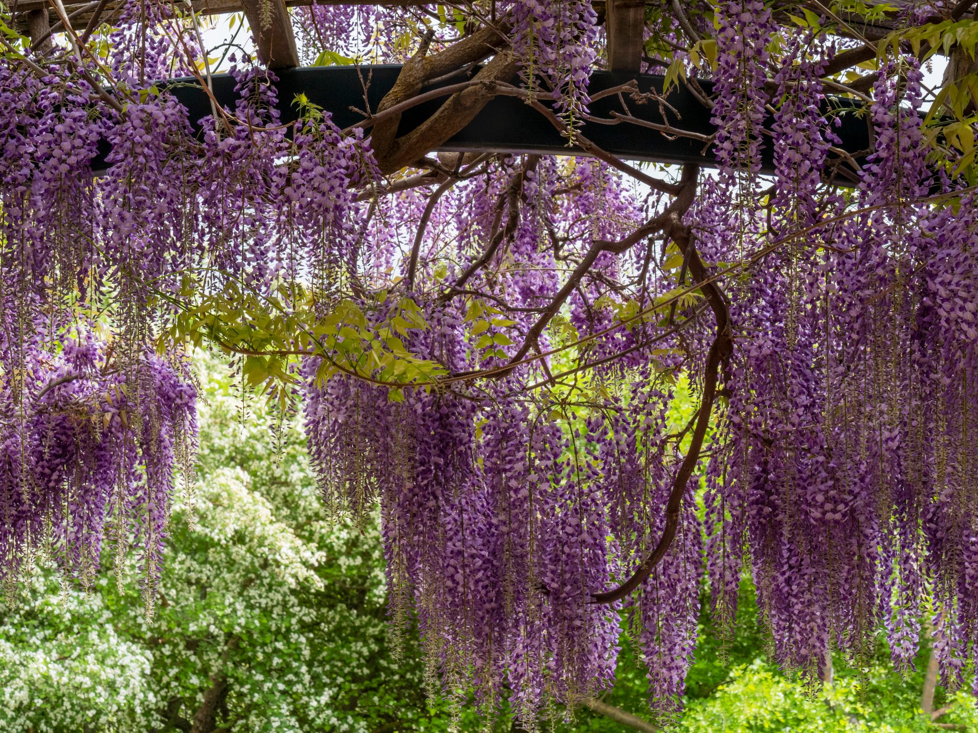 10 Fast-Growing Vines to Transform Your Landscape Quickly
